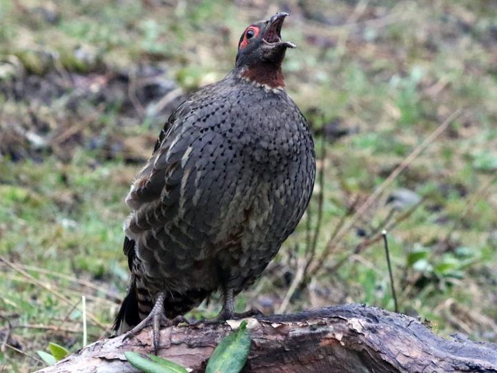 Chestnut-throated Monal-Partridge