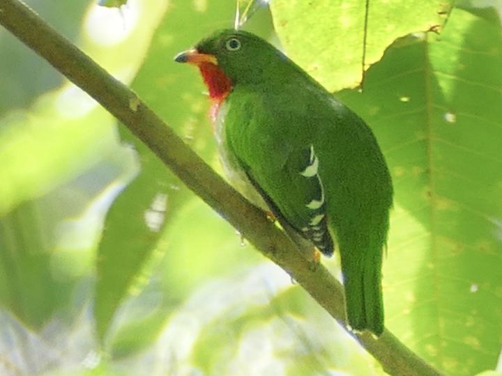 Fiery-throated Fruiteater
