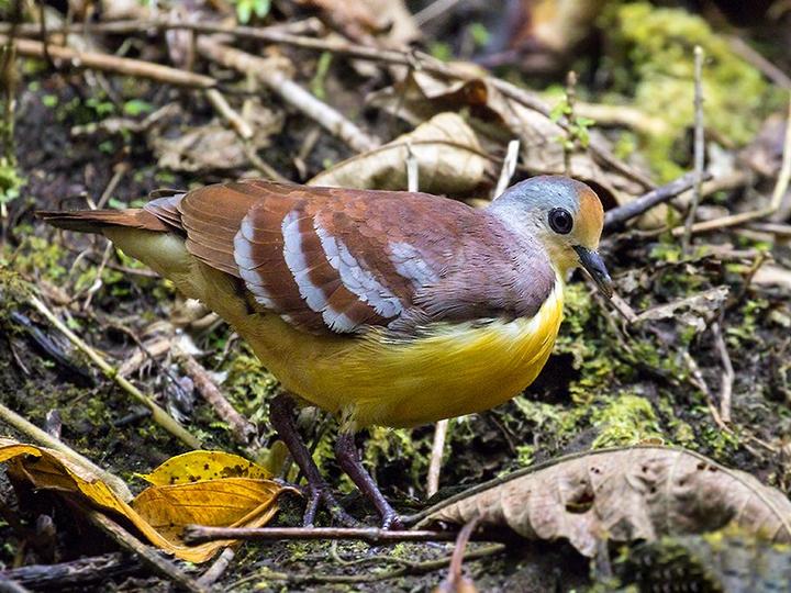 Cinnamon Ground Dove