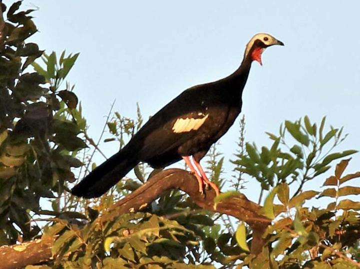 Red-throated Piping Guan