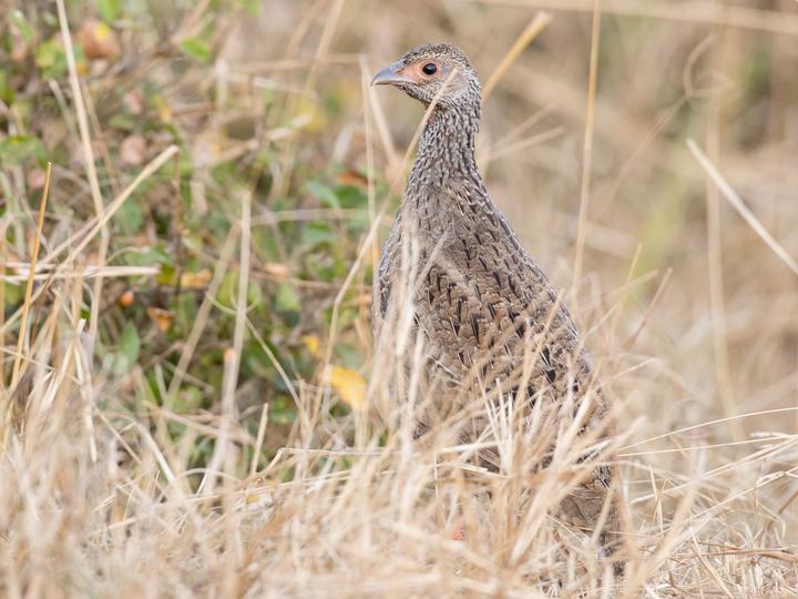 Red-necked Spurfowl