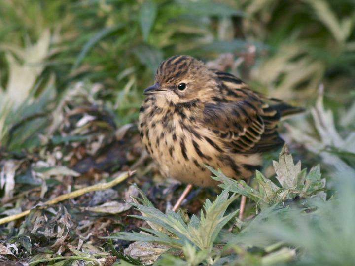 Red-throated Pipit