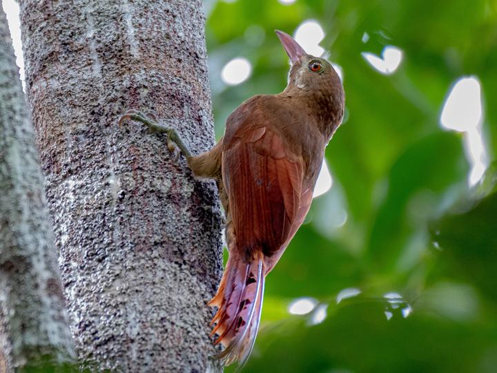 Red-billed Woodcreeper