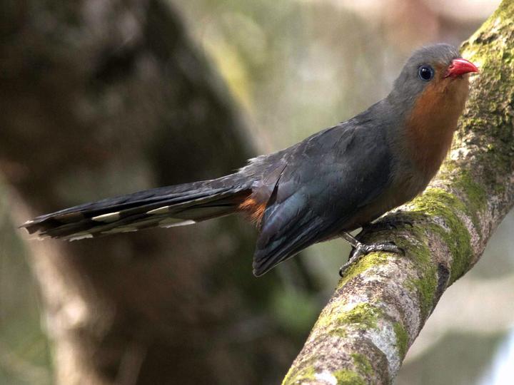 Red-billed Malkoha