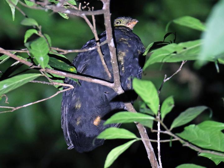 Red-billed Brushturkey