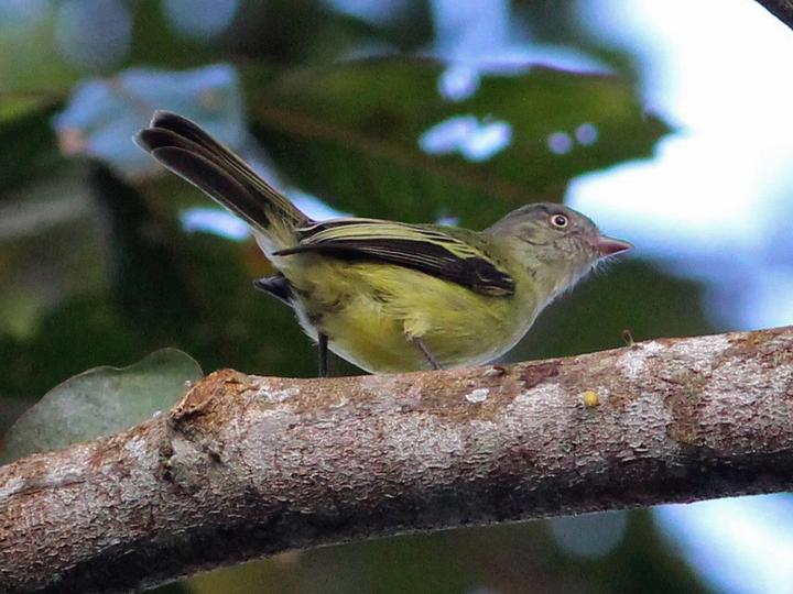 Red-billed Tyrannulet