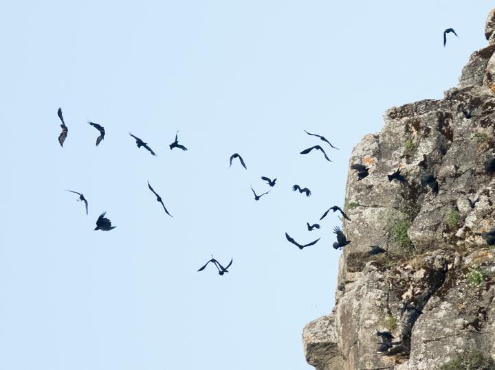 Red-billed Chough