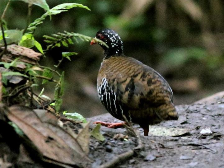 Red-billed Partridge