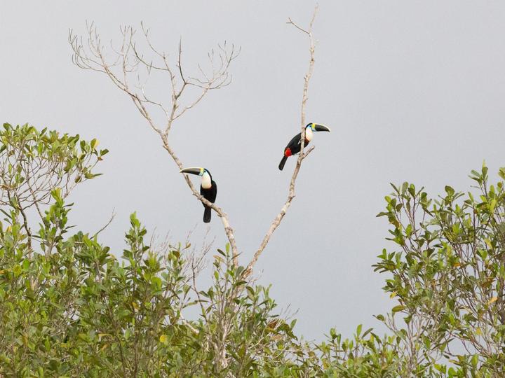White-throated Toucan