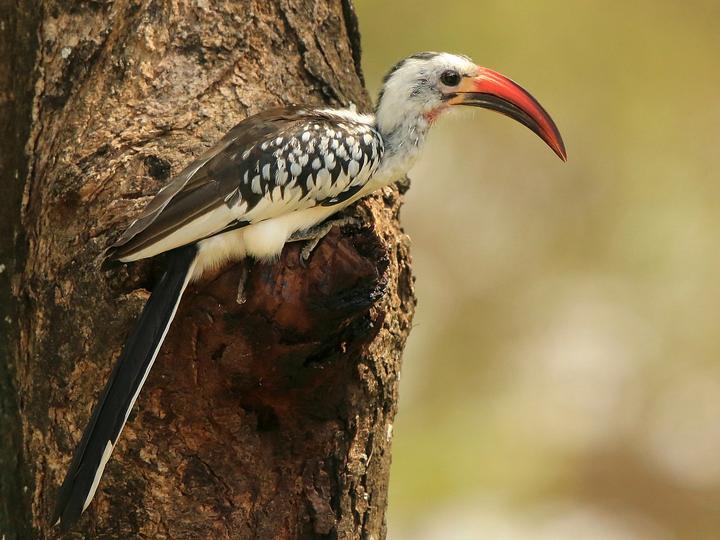 Northern Red-billed Hornbill