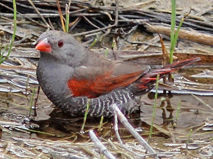Red-billed Pytilia