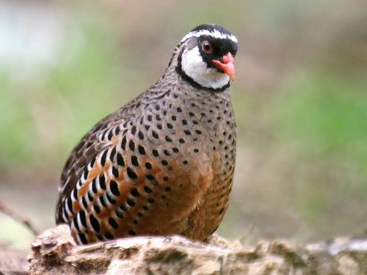 Painted Bush Quail