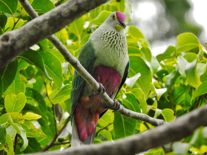 Red-bellied Fruit Dove
