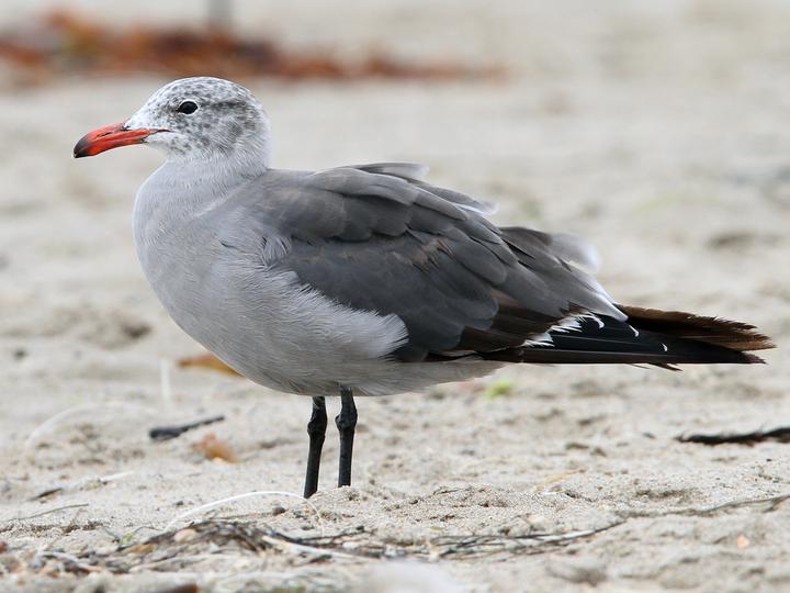 Heermann's Gull