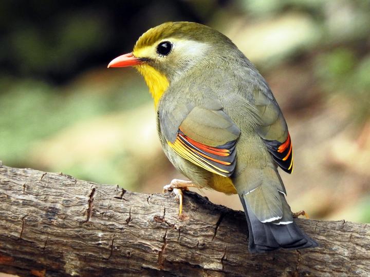 Red-billed Leiothrix