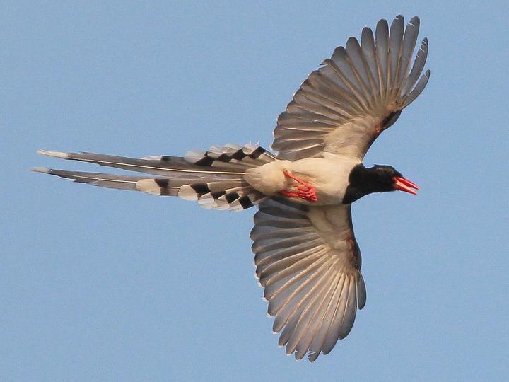 Red-billed Blue Magpie