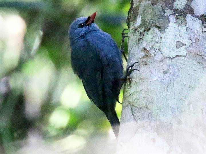 Nuthatch Vanga