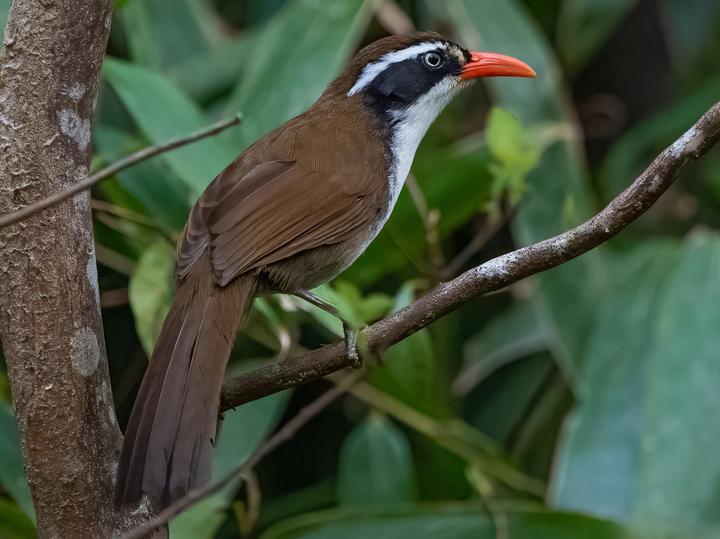 Brown-crowned Scimitar Babbler