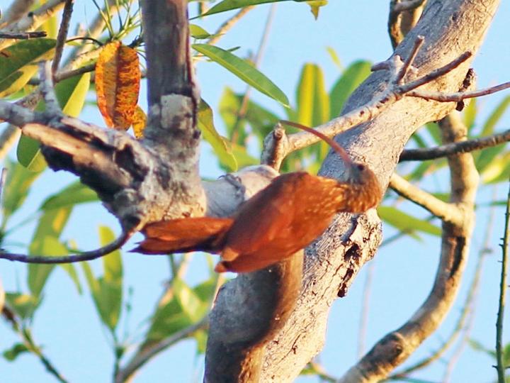 Red-billed Scythebill