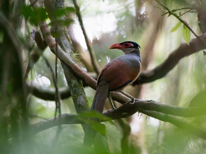 Red-billed Ground Cuckoo