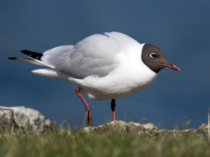 Black-headed Gull