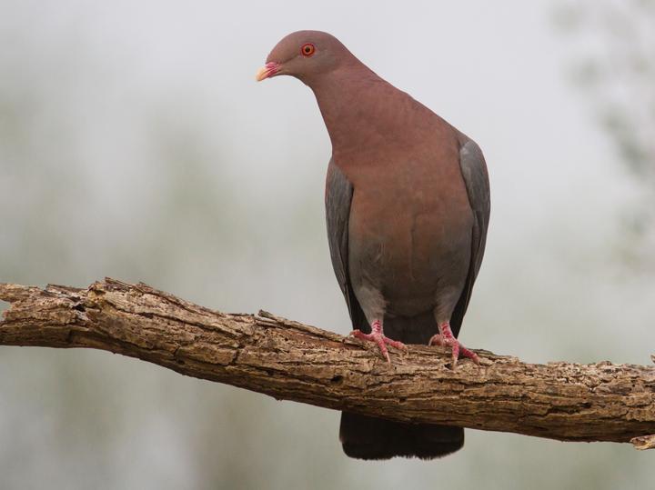 Red-billed Pigeon