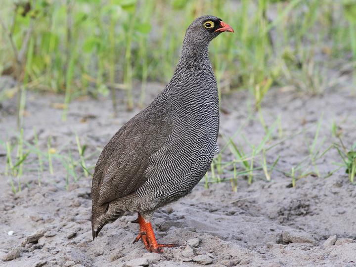 Red-billed Spurfowl