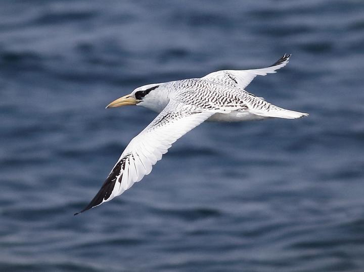 Red-billed Tropicbird