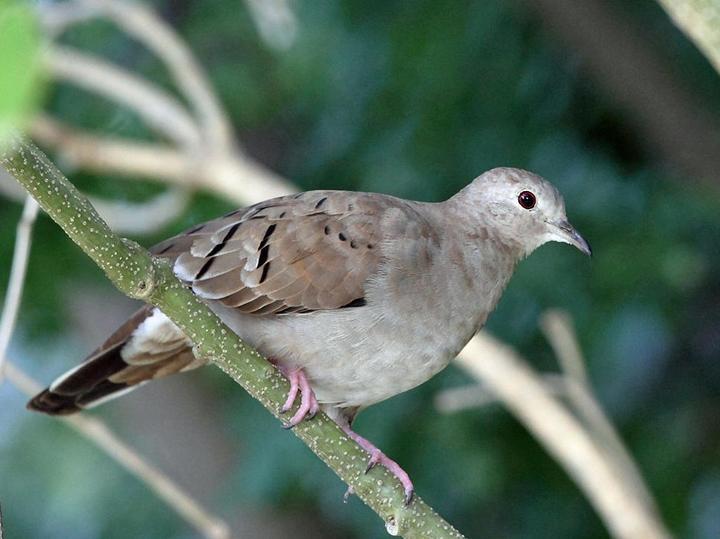 Ruddy Ground Dove