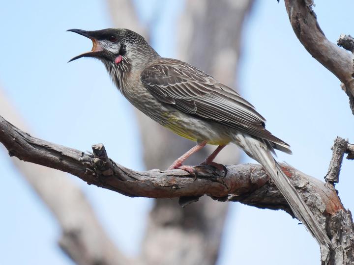 Red Wattlebird