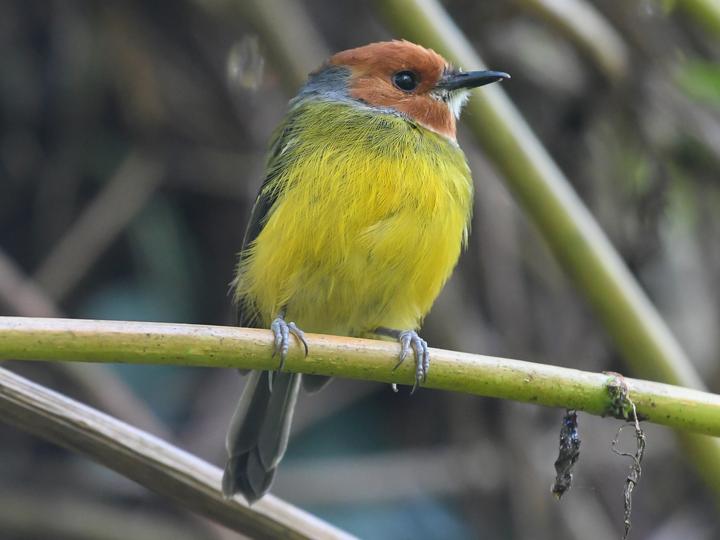 Lulu's Tody-Flycatcher