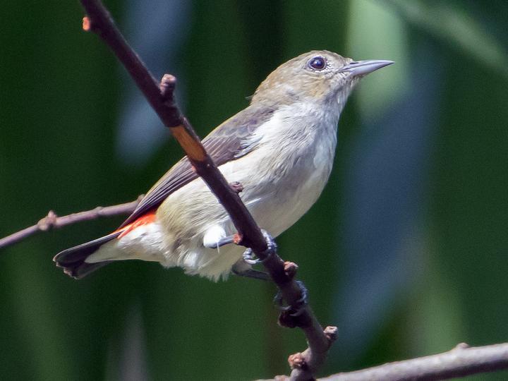 Scarlet-headed Flowerpecker