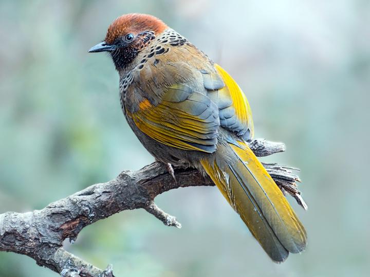 Chestnut-crowned Laughingthrush