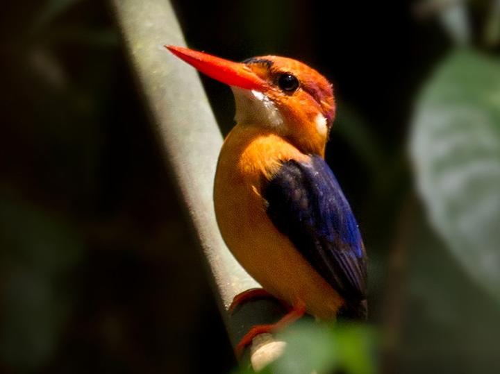 African Dwarf Kingfisher
