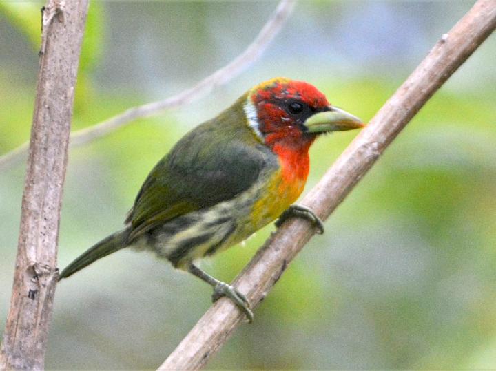 Red-headed Barbet