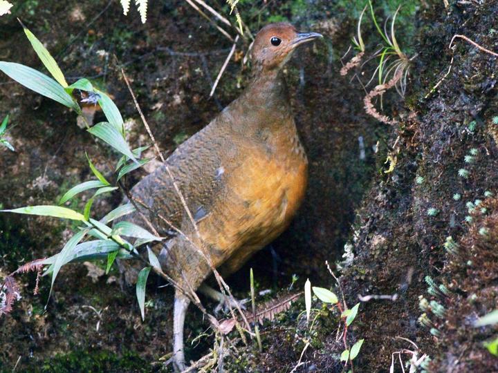 Tawny-breasted Tinamou