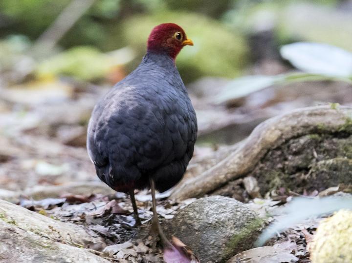 Crimson-headed Partridge
