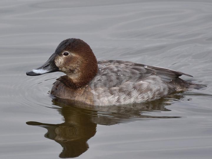 Common Pochard
