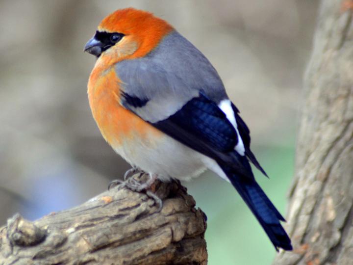 Red-headed Bullfinch