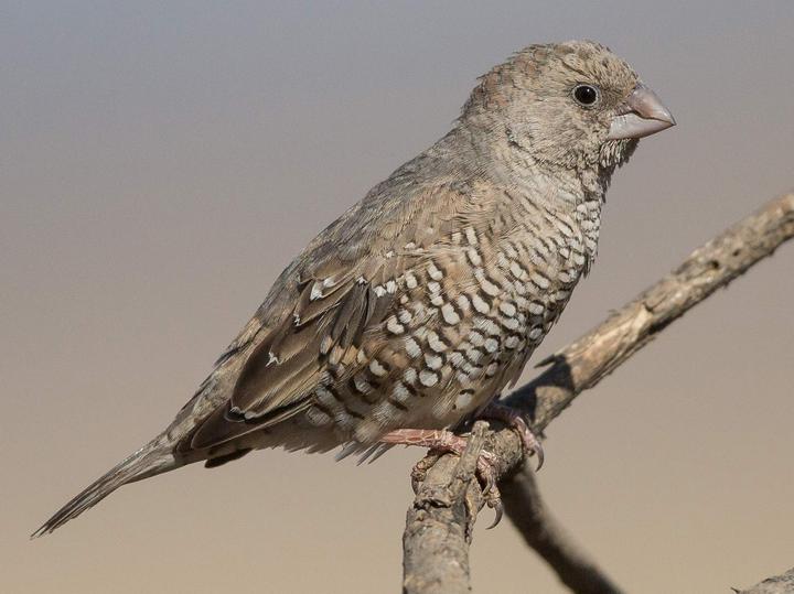 Red-headed Finch