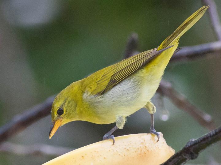 Rufous-headed Tanager
