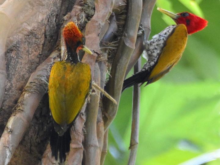 Red-headed Flameback