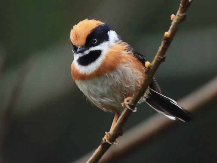 Black-throated Bushtit