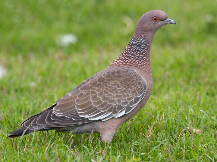 Picazuro Pigeon
