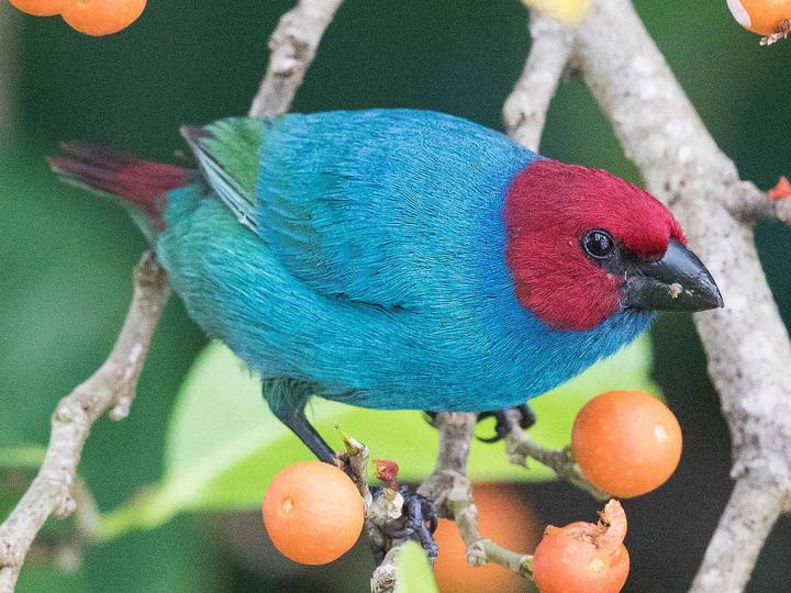 Red-headed Parrotfinch