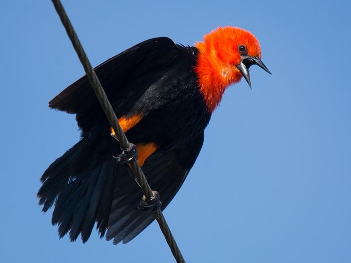 Scarlet-headed Blackbird