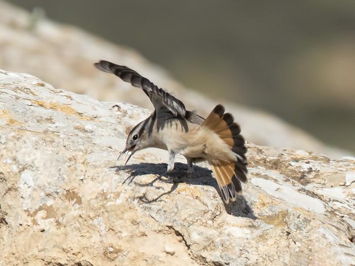 Red-tailed Wheatear