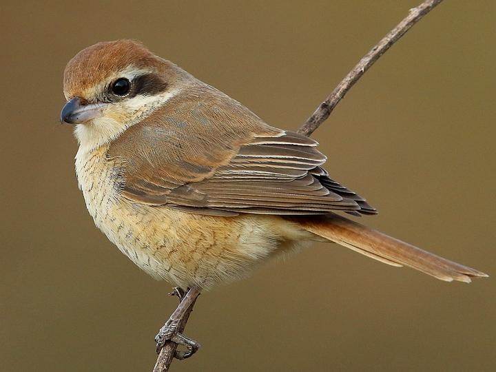 Brown Shrike