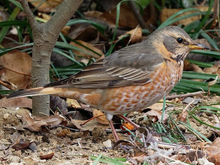 Naumann's Thrush