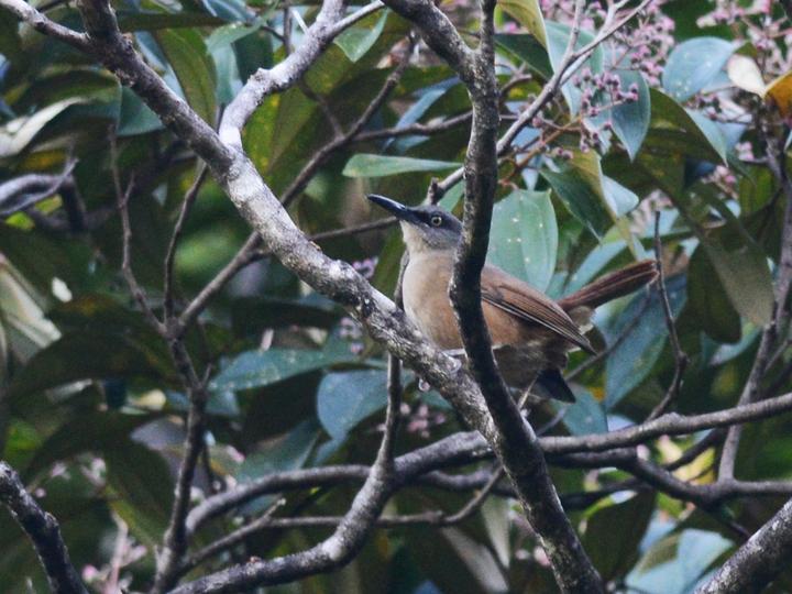 Brown Trembler